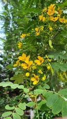 Senna surattensis