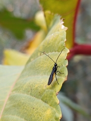 Braconidae