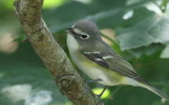 Blue-Headed Vireo photo 2