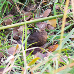 Turdus merula