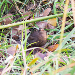 Turdus merula