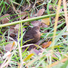 Turdus merula
