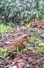 Duttaphrynus melanostictus