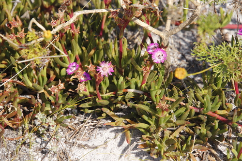 Ruschia sarmentosa