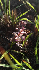 Ledebouria leptophylla