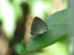 Strephonota ambrax