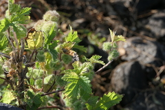 Girardinia diversifolia