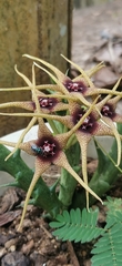 Orbea caudata