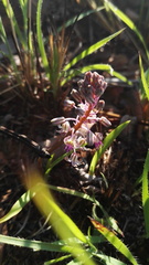 Ledebouria leptophylla