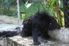 Arctictis binturong