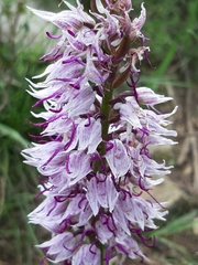Orchis simia simia