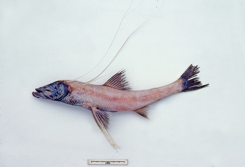 Longray Spiderfish (Bathypterois longifilis) · iNaturalist