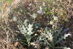 Echinops sahyadricus