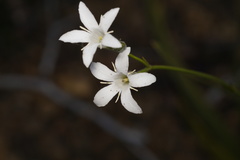 Orianthera campanulata