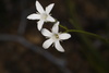 Orianthera campanulata - Photo (c) Dustyn and Catherine, some rights reserved (CC BY-NC), uploaded by Dustyn and Catherine