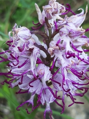 Orchis simia simia