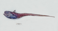 Malacocephalus laevis