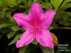 Rhododendron mucronatum