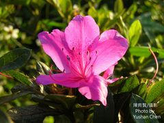 Rhododendron mucronatum