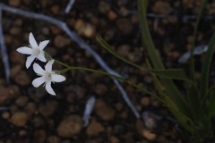 Orianthera campanulata