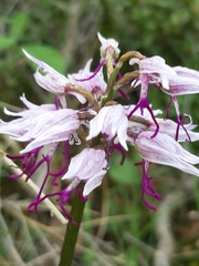 Orchis simia simia