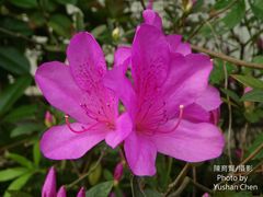 Rhododendron mucronatum