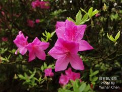 Rhododendron mucronatum