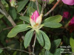 Rhododendron mucronatum