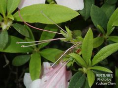 Rhododendron mucronatum