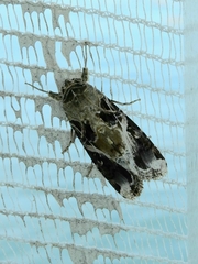 Spodoptera androgea
