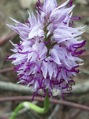 Orchis simia simia