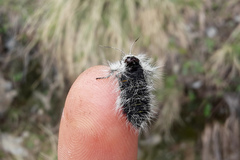 Lycia alpina
