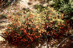 Cheyniana microphylla