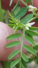 Vicia ludoviciana