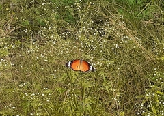 Danaus chrysippus