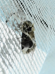 Spodoptera androgea