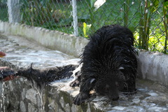 Arctictis binturong