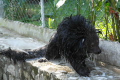 Arctictis binturong