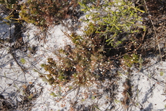 Pharnaceum elongatum