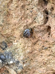 Euconulidae