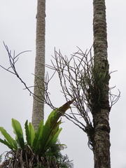 Papilionanthe