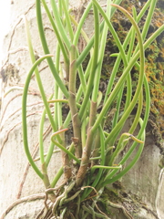 Papilionanthe