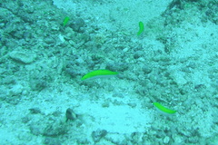 Halichoeres leucoxanthus