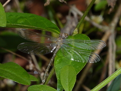 Hemigomphus theischingeri