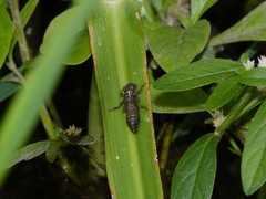 Hemigomphus theischingeri