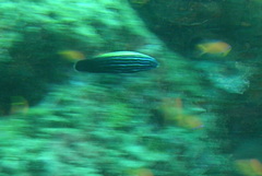 Labropsis xanthonota