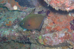 Pempheris vanicolensis