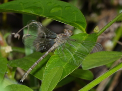 Hemigomphus theischingeri