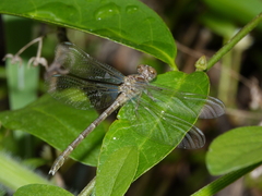 Hemigomphus theischingeri