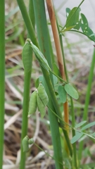 Vicia ludoviciana